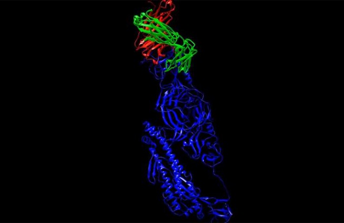 Các phòng thí nghiệm quốc gia Mỹ: Nghiên cứu kháng thể và thuốc kháng virus để ứng phó COVID-19