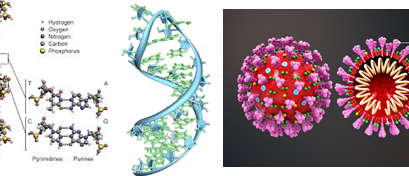 RT-PCR thời gian thực: “Chuẩn vàng” để xét nghiệm SARS-CoV-2