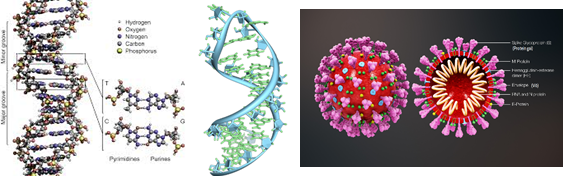 RT-PCR thời gian thực: “Chuẩn vàng” để xét nghiệm SARS-CoV-2