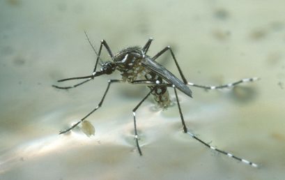 Khẩu vị của muỗi thay đổi theo tốc độ đô thị hóa tại châu Phi